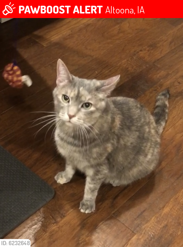 Lost Female Cat last seen 34th Ave. SW - about 1/2 mile past Target. , Altoona, IA 50009