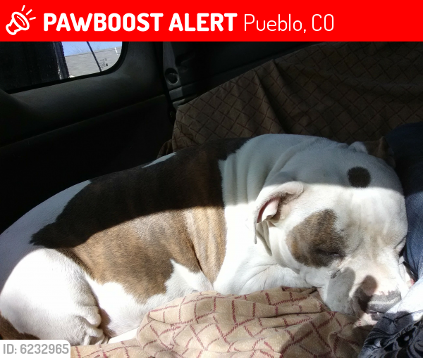 Lost Female Dog last seen 2nd ave and 27th st , Pueblo, CO 81008