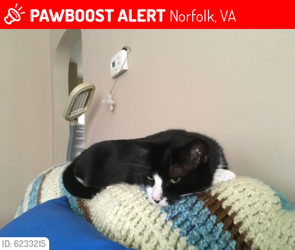 Lost Male Cat last seen Granby / Admiral  Tussling/64, Norfolk, VA 23505