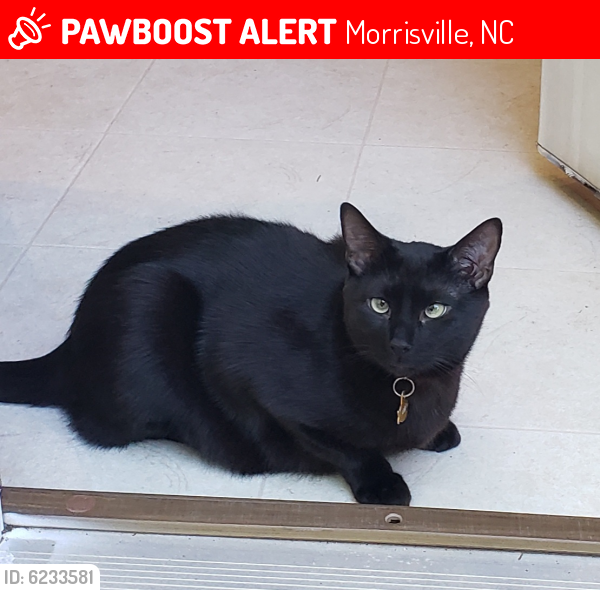 Lost Male Cat last seen Louis Stephens Breckenridge Sub., Morrisville, NC 27560