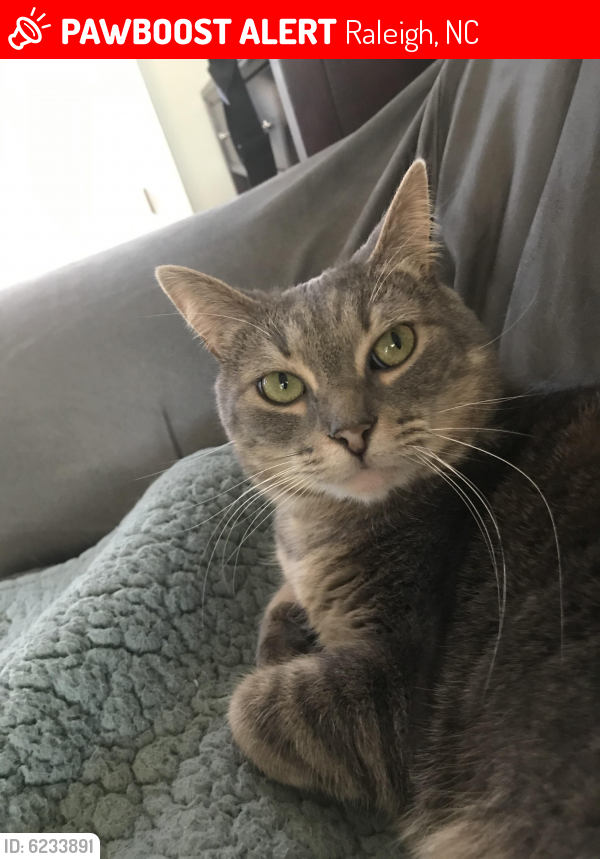 Lost Female Cat last seen Near Tinsley Ct., Raleigh, NC 27614