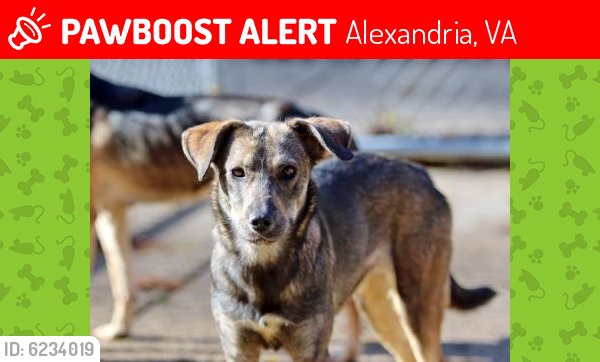 Deceased Female Dog last seen Near Eisenhower Ave , Alexandria, VA 22304