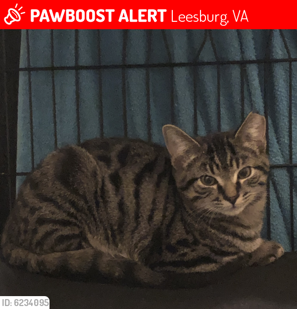 Lost Female Cat last seen Spinks Ferry Road, Leesburg, VA 20176