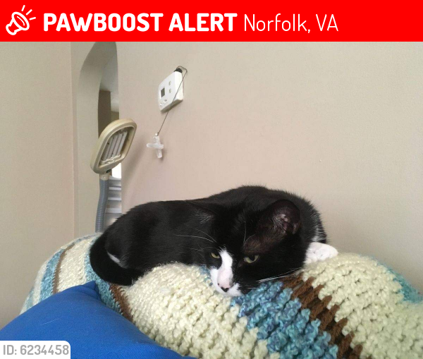 Lost Male Cat last seen Cherry St & 1st View St, Norfolk, VA 23503