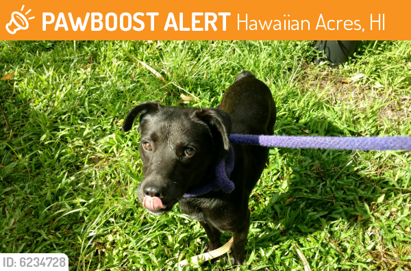 Found/Stray Unknown Dog last seen Hawaiian Acres Entrance at Kuauli Rd & Old Volcano Trail, Hawaiian Acres, HI 96760