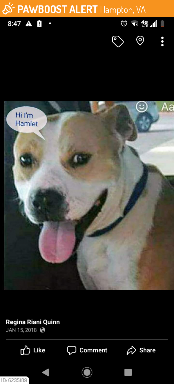 Found/Stray Male Dog last seen Todd's lane, Hampton, VA 23666