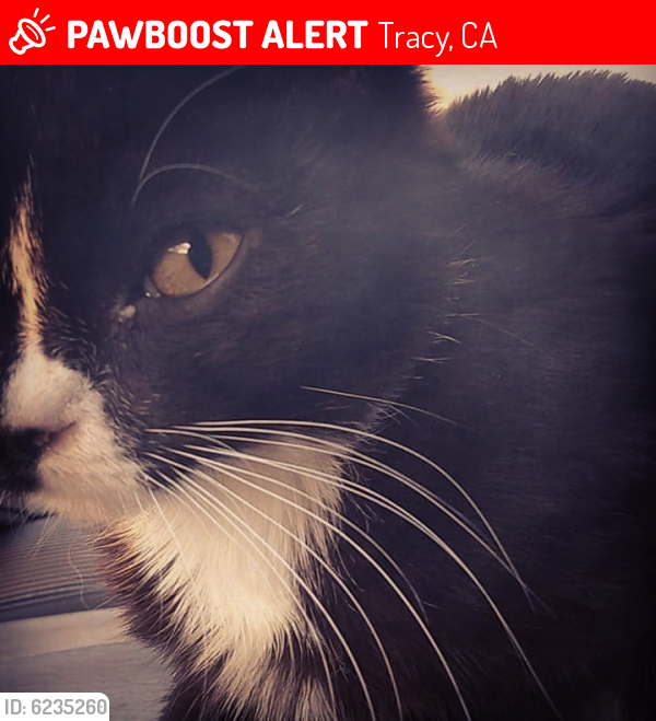Lost Unknown Cat last seen Goodwill, tracy park apartments, Tracy, CA 95376