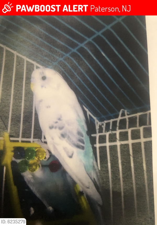 Lost Male Bird last seen Tamimi, Paterson, NJ 07503