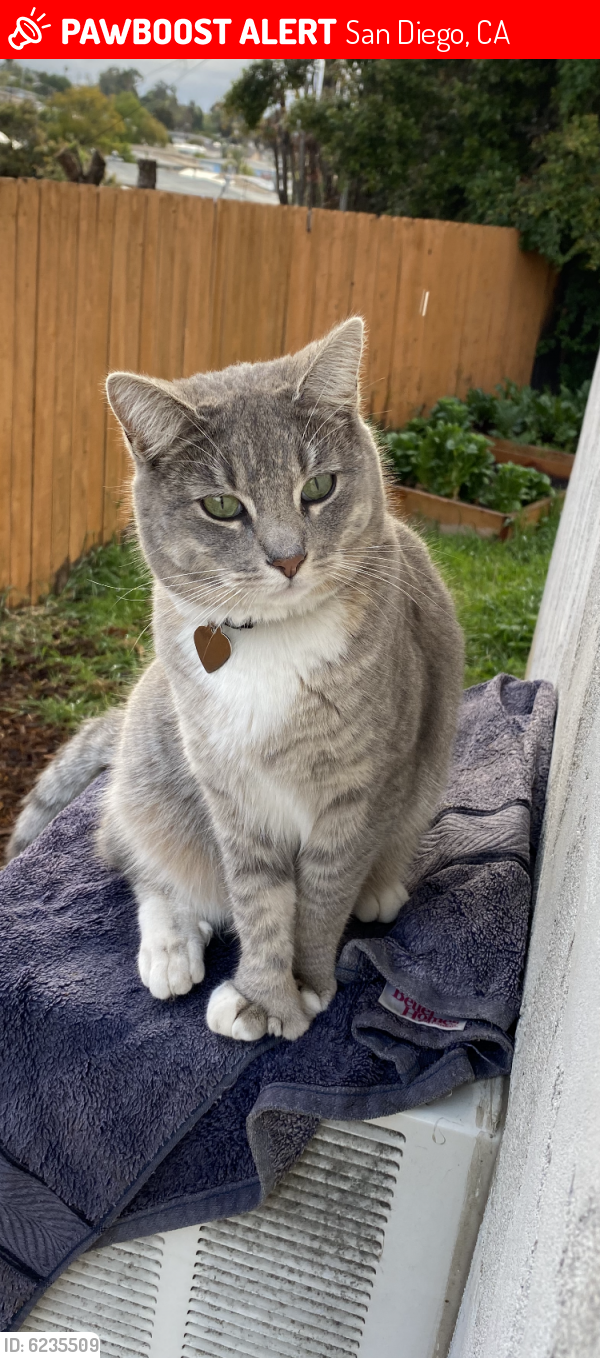 Lost Male Cat last seen Rombough Pl and Collura, San Diego, CA 92105