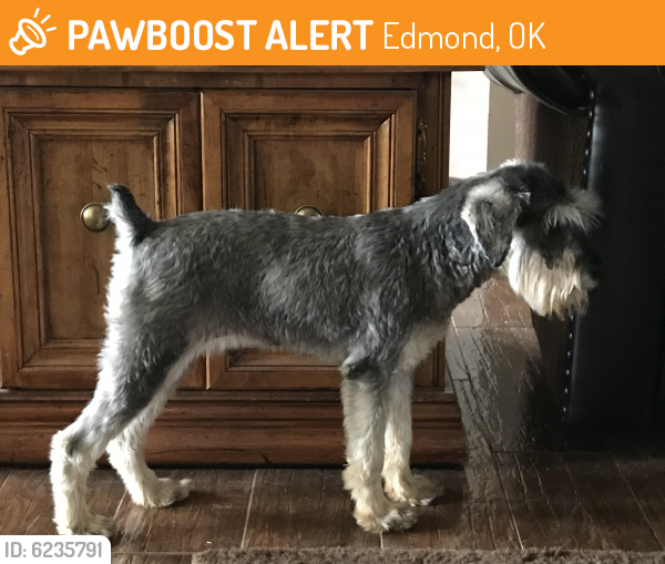 Rehomed Male Dog last seen W. 15th between Santa Fe & Kelly Edmond , Edmond, OK 73013