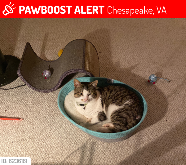 Lost Male Cat last seen Deep Creek/George Washington HW area, Chesapeake, VA 23320