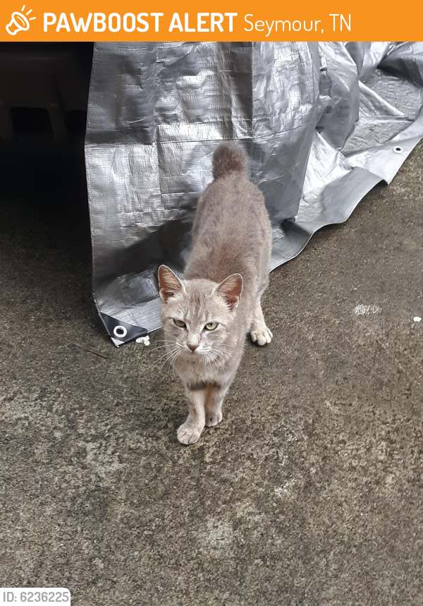 Found/Stray Female Cat last seen Outside my house/ woods by my house, Seymour, TN 37865