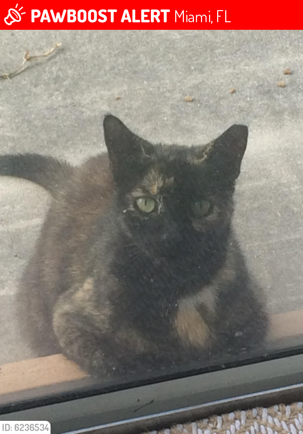 Lost Female Cat last seen Near ave  sw 76 street, Miami, FL 33193