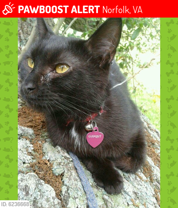 Lost Female Cat last seen Hethersett and peddars way, Norfolk, VA 23505