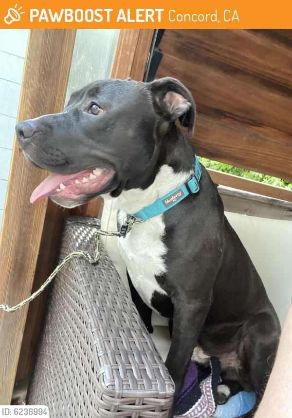 Surrendered Male Dog last seen Port Chicago Highway , Concord, CA 94520
