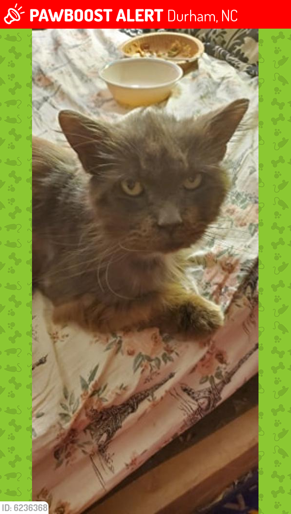 Lost Male Cat last seen deck outside of house, Durham, NC 27712
