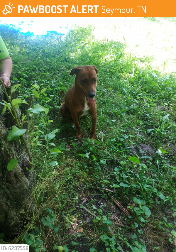 Found/Stray Female Dog last seen Kimberlin heights rd, Seymour, TN 37865
