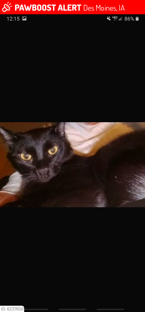 Lost Male Cat last seen East 14th , Des Moines, IA 50316