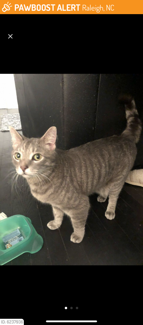 Found/Stray Unknown Cat last seen Centennial and Gorman St, Raleigh, NC 27606