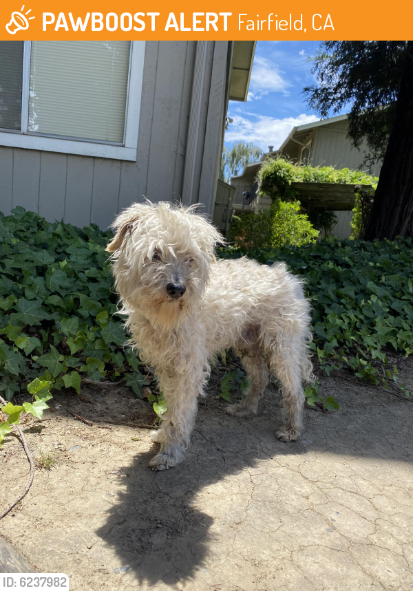 Found/Stray Male Dog last seen Dover Ave & E Tabor Ave, Fairfield, CA 94533