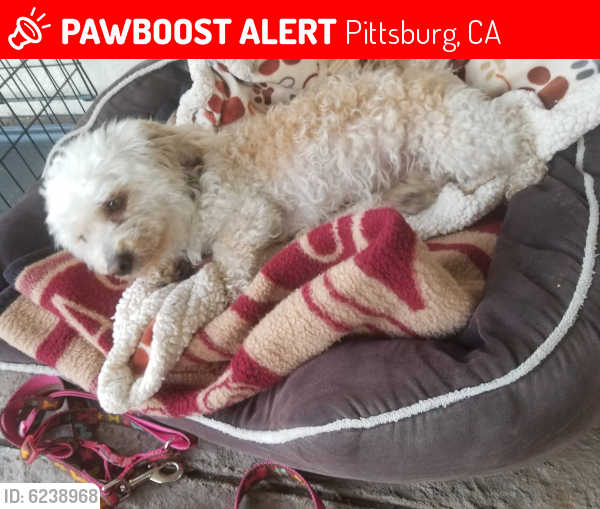 Lost Female Dog last seen Parkside drive, Pittsburg, CA 94565
