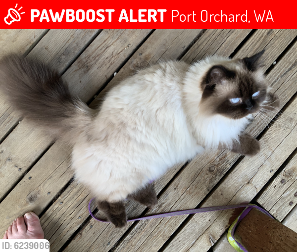 Lost Female Cat last seen Nevada  California Truman st, Port Orchard, WA 98366