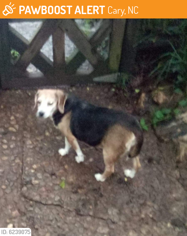 Found/Stray Female Dog last seen Found on Piney Plains Rd near BJ's gas station, Cary, NC 27518