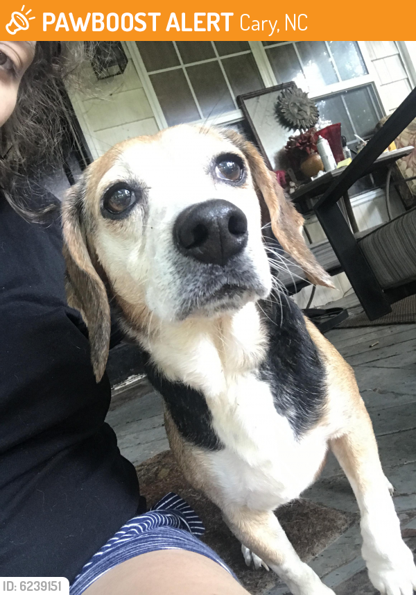 Surrendered Female Dog last seen Piney plains Cary nc near the BJs in crossroads, Cary, NC 27518