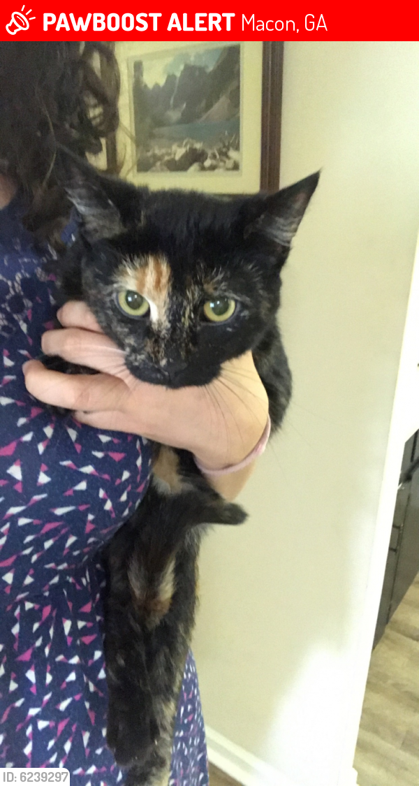 Deceased Female Cat last seen Claystone Park, Macon, GA 31220