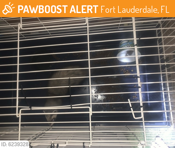 Found/Stray Unknown Ferret last seen Near Davie Blvd Fort Lauderdale Fl 33312, Fort Lauderdale, FL 33312