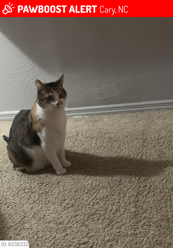 Lost Female Cat last seen Near Alston manor st, Cary NC, Cary, NC 27519