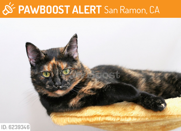 Found/Stray Female Cat last seen Bel Air Apartments: Shoreline Loop near 2070 and 2060 buildings, San Ramon, CA 94582