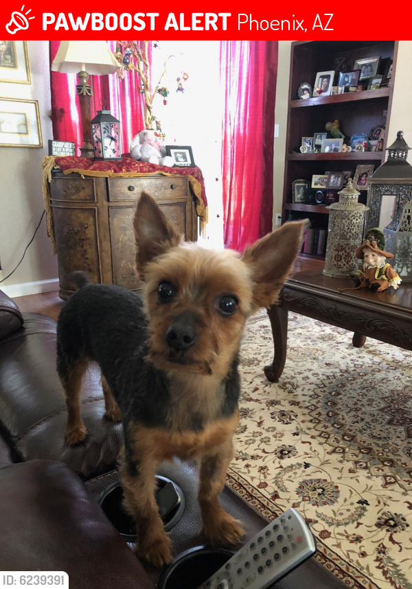 Lost Male Dog last seen South 41st ave and West lydia ln, Phoenix, AZ 85041