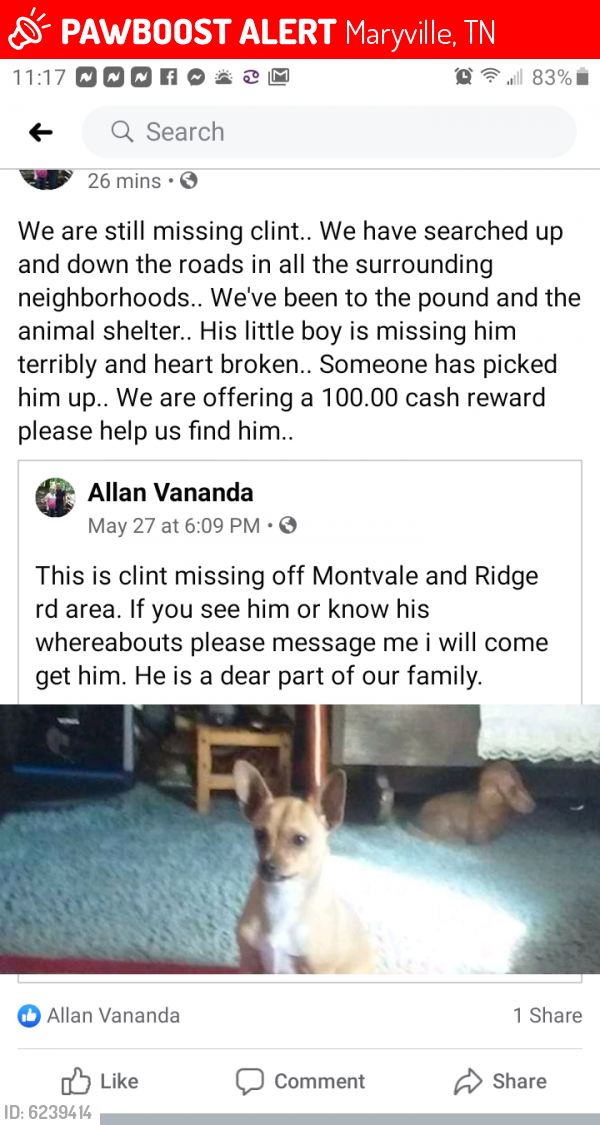 Lost Male Dog last seen Marathon station montvale rd, Maryville, TN 37803