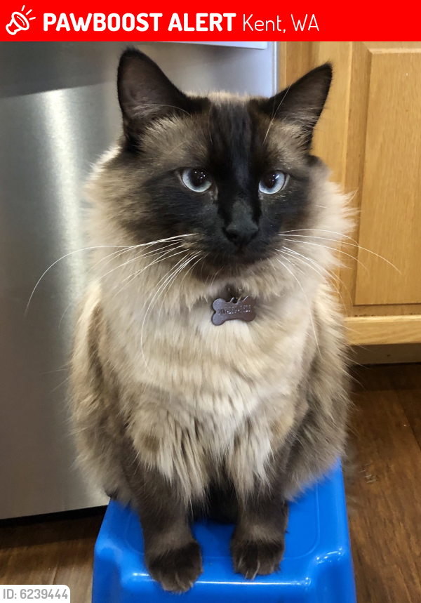 Lost Male Cat last seen 132nd Ave SE and SE 212th St, Kent, WA 98042