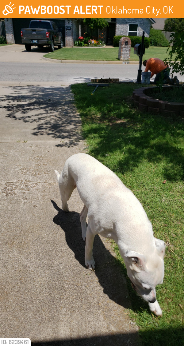 Found/Stray Male Dog last seen 93rd & S May, Oklahoma City, OK 73159