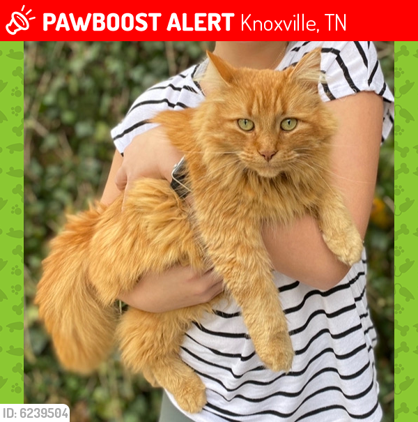 Lost Female Cat last seen Duncan Rd and Polkwright, Knoxville, TN 37919