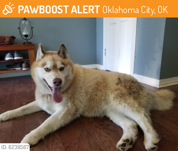 Found/Stray Male Dog last seen 50th and Portland , Oklahoma City, OK 73112