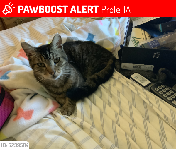 Lost Female Cat last seen 30th Ave North of Churchville, Prole, IA 50160