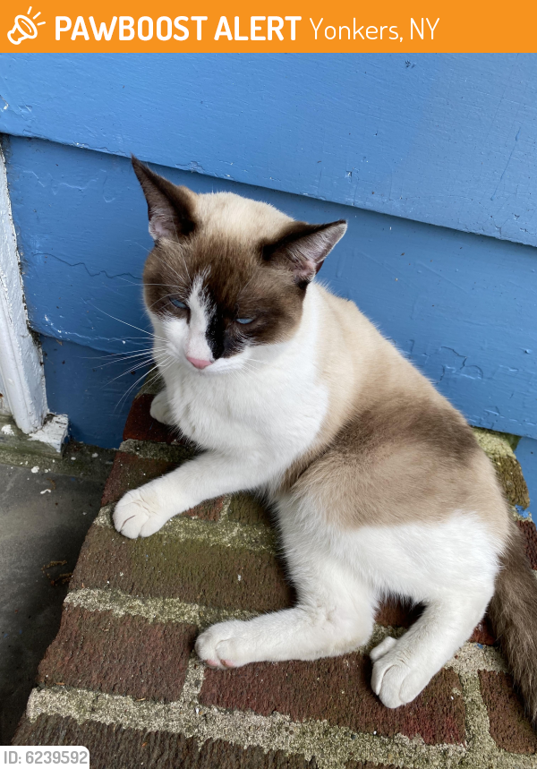 Found/Stray Unknown Cat last seen Cross St. & Tuckahoe Rd, Yonkers, NY 10708