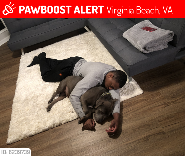 Lost Male Dog last seen Double tree, Virginia Beach, VA 23451
