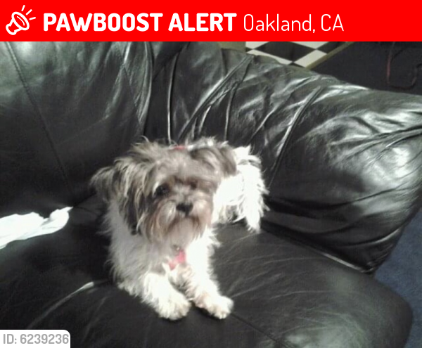 Lost Female Dog last seen 92nd and D st, Oakland, CA 94621