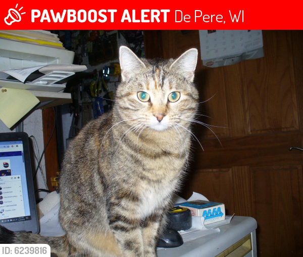 Lost Female Cat last seen Packerland & Grant Street (EE), Possibly Packerland and Waube Ln., De Pere, WI 54115