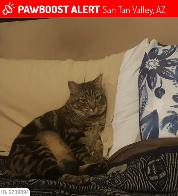 Lost Male Cat last seen N. Desert Native St & Indigo Sky, San Tan Valley, AZ 85143