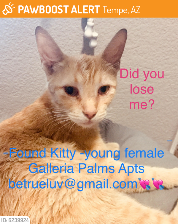 Rehomed Female Cat last seen Priest and Southern, Tempe, AZ 85282