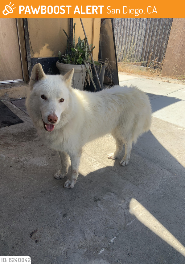 Found/Stray Male Dog last seen Taco shop albertos, San Diego, CA 92113