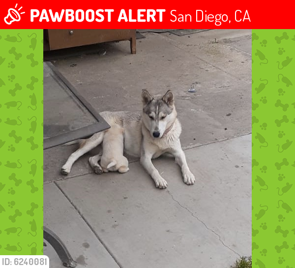 Lost Female Dog last seen Ocean view and 37 street , San Diego, CA 92113