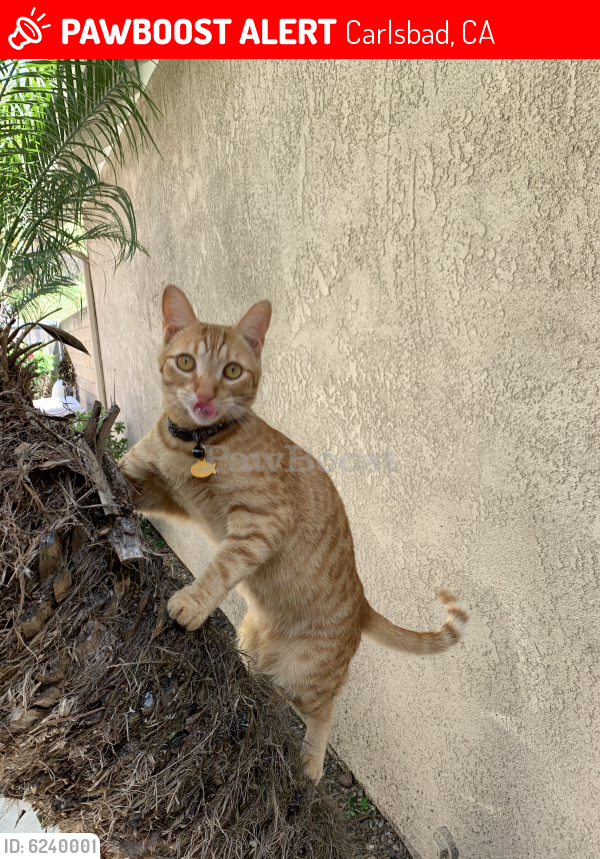 Lost Male Cat last seen Cazadero , Carlsbad, CA 92009