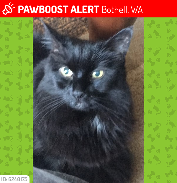 Lost Female Cat last seen Near NW 15th Ave SE, Bothell, WA 98021