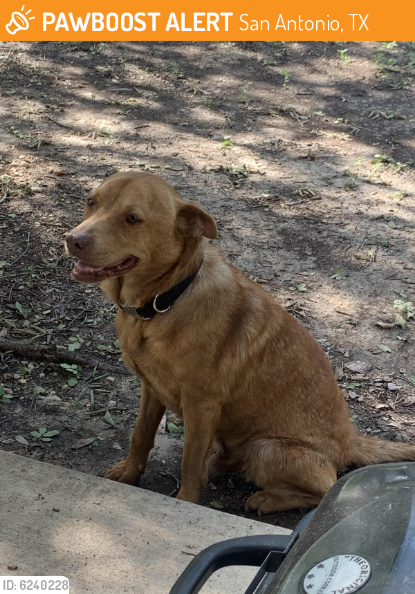 Found/Stray Male Dog last seen Trophy Ridge near Potranco/1604, San Antonio, TX 78245